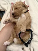 Ash, a male Bernedoodle for sale in La Puente, CA – 3 of 4