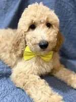 Daisy, a female Bernedoodle for sale in La Puente, CA – 2 of 6