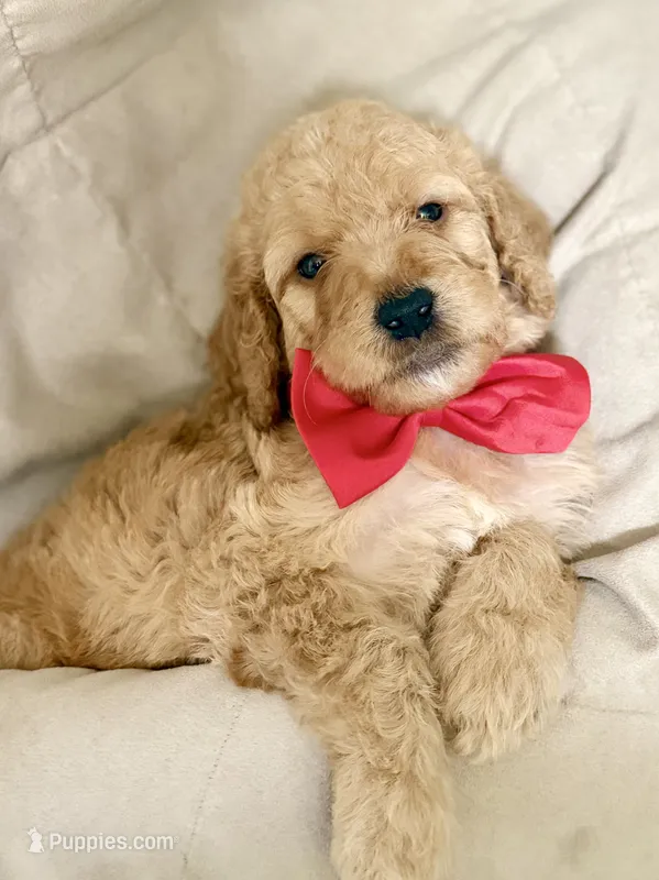 Reed – Bernedoodle puppy for sale in La Puente, CA