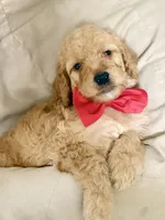 Reed, a male Bernedoodle for sale in La Puente, CA – 1 of 5