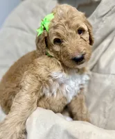 Lily, a female Bernedoodle for sale in La Puente, CA – 2 of 3