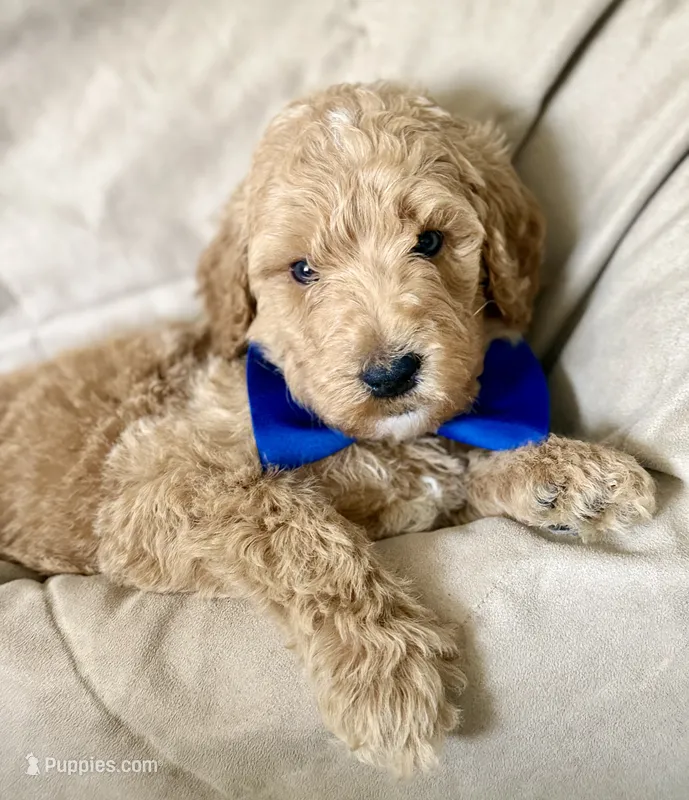 Cypress – Bernedoodle puppy for sale in La Puente, CA