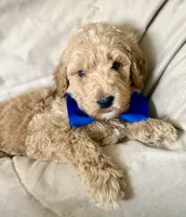 Cypress, a male Bernedoodle for sale in La Puente, CA – 1 of 3