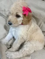 Rose, a female Bernedoodle for sale in La Puente, CA – 1 of 3
