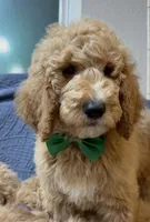 Forrest, a male Bernedoodle for sale in La Puente, CA – 2 of 5