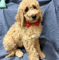 Reed, a male Bernedoodle for sale in La Puente, CA – 2 of 5