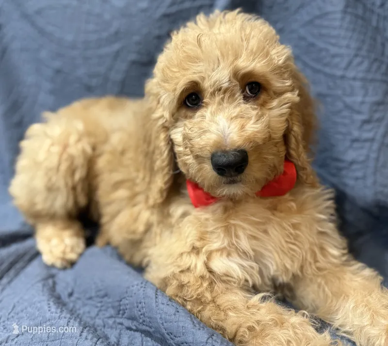 Reed – Bernedoodle puppy for sale in La Puente, CA
