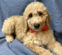 Reed, a male Bernedoodle for sale in La Puente, CA – 1 of 5