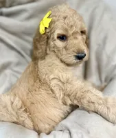 Daisy, a female Bernedoodle for sale in La Puente, CA – 2 of 5