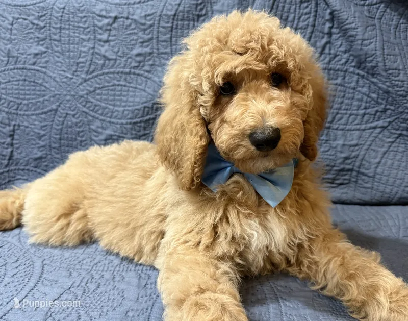 Flint – Bernedoodle puppy for sale in La Puente, CA