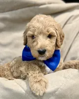 Cypress, a male Bernedoodle for sale in La Puente, CA – 2 of 3