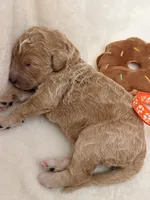 Blossom, a female Bernedoodle for sale in La Puente, CA – 3 of 5