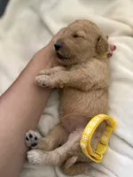 Daisy, a female Bernedoodle for sale in La Puente, CA – 3 of 5