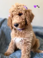 Violet, a female Bernedoodle for sale in La Puente, CA – 2 of 9