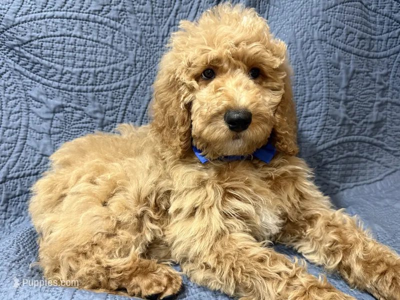 Cypress – Bernedoodle puppy for sale in La Puente, CA