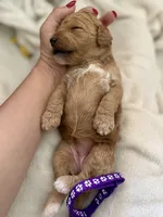 Violet, a female Bernedoodle for sale in La Puente, CA – 6 of 6