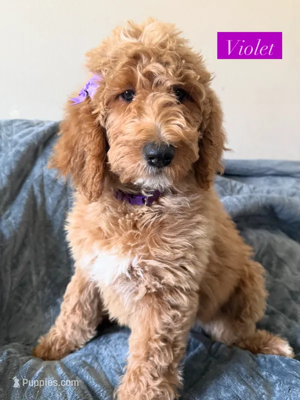 Violet – Bernedoodle puppy for sale in La Puente, CA