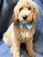 Flint, a male Bernedoodle for sale in La Puente, CA – 2 of 5