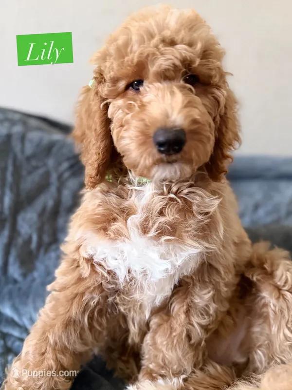 Lily – Bernedoodle puppy for sale in La Puente, CA
