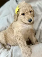 Daisy, a female Bernedoodle for sale in La Puente, CA – 1 of 5