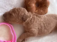 Jasmine, a female Bernedoodle for sale in La Puente, CA – 3 of 4