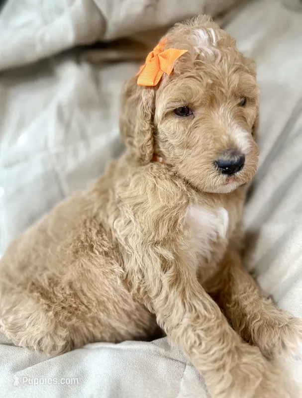 Blossom – Bernedoodle puppy for sale in La Puente, CA