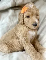 Blossom, a female Bernedoodle for sale in La Puente, CA – 1 of 5