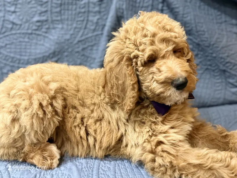 Violet – Bernedoodle puppy for sale in La Puente, CA