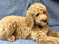 Violet, a female Bernedoodle for sale in La Puente, CA – 1 of 7