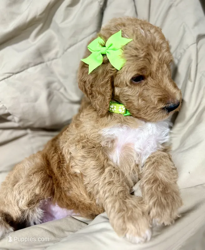 Lily – Bernedoodle puppy for sale in La Puente, CA