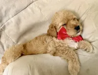 Reed, a male Bernedoodle for sale in La Puente, CA – 2 of 5