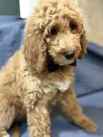 Violet, a female Bernedoodle for sale in La Puente, CA – 2 of 7
