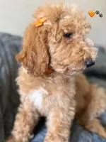 Blossom, a female Bernedoodle for sale in La Puente, CA – 2 of 9