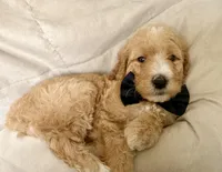 Ash, a male Bernedoodle for sale in La Puente, CA – 2 of 4