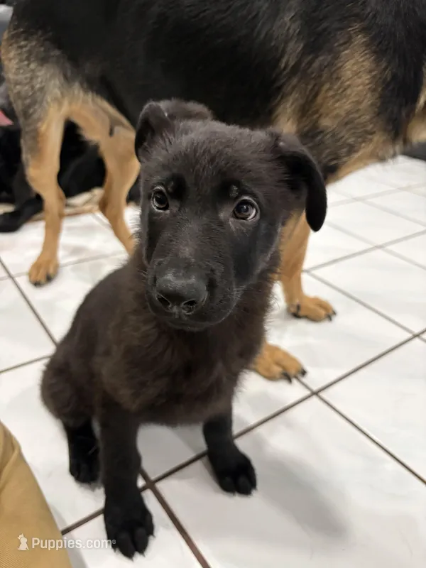 Black German Shepherd 