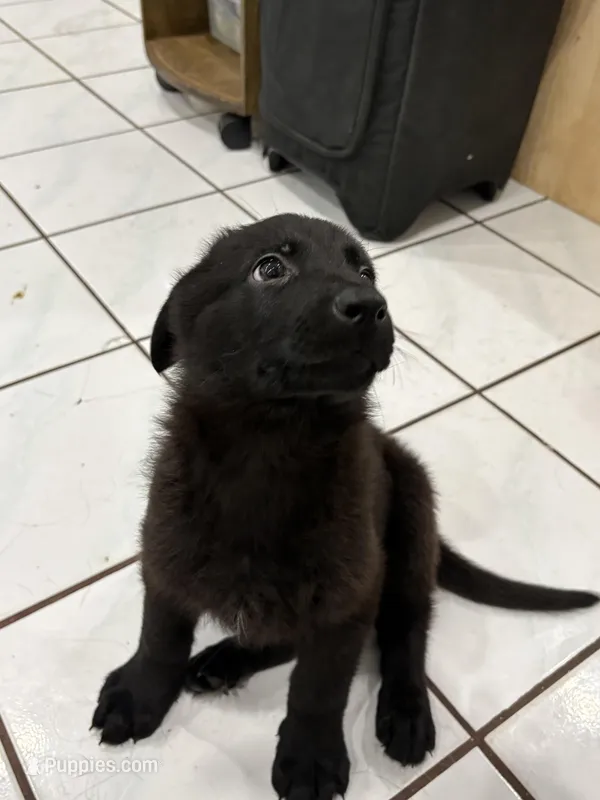 Black German Shepherd 