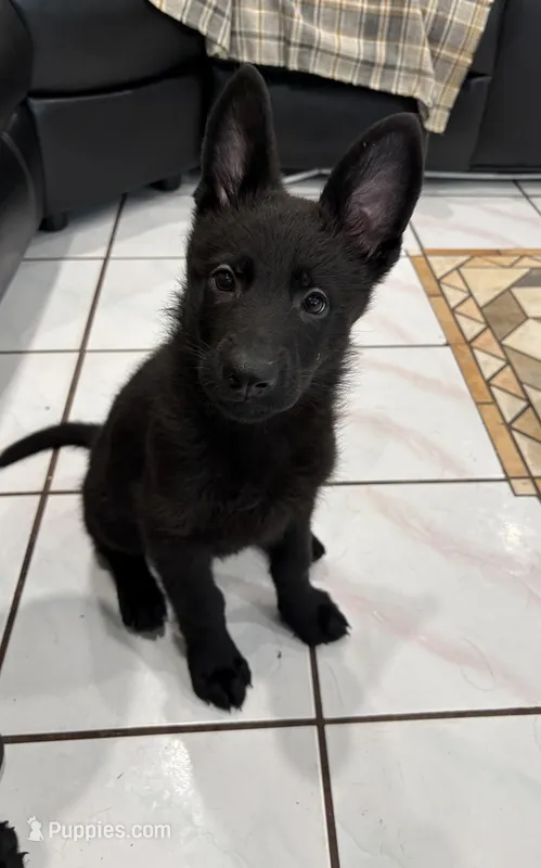 Black German Shepherd 