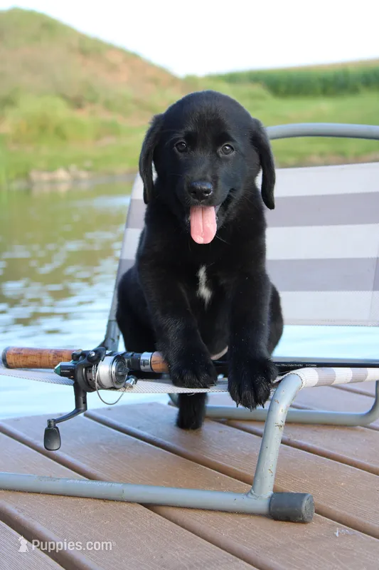 Alex  – Labrador Retriever puppy for sale in Owen, WI