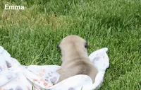 Emma, a female Pug for sale in Owen, WI – 4 of 9