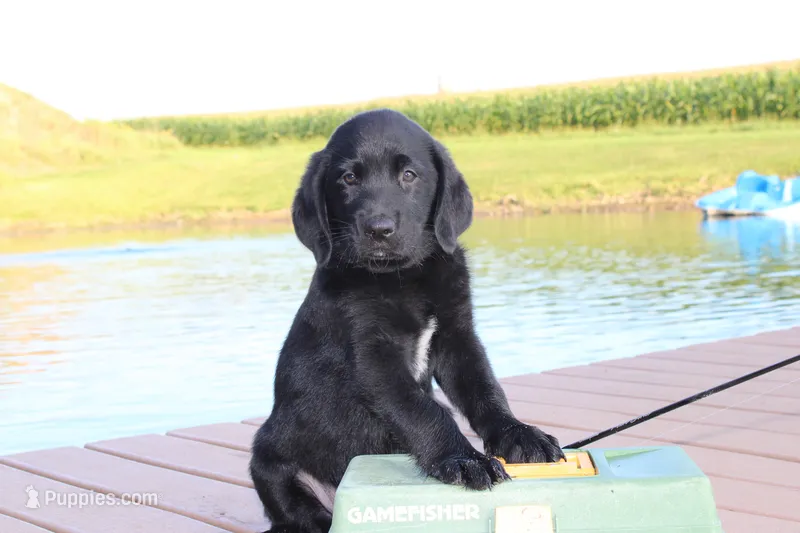 Milo – Labrador Retriever puppy for sale in Owen, WI