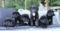 Charlie, a male Labrador Retriever for sale in Owen, WI – 5 of 10