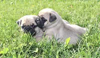 Ellie, a female Pug for sale in Owen, WI – 6 of 9