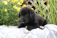 Cooper, a male Labrador Retriever for sale in Owen, WI – 3 of 6