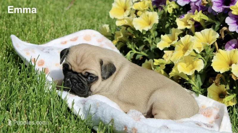 Emma – Pug puppy for sale in Owen, WI