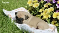Emma, a female Pug for sale in Owen, WI – 1 of 9