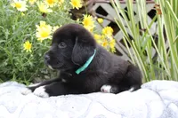 Cooper, a male Labrador Retriever for sale in Owen, WI – 2 of 6