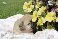 Ellie, a female Pug for sale in Owen, WI – 3 of 9