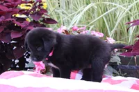 Rosey, a female Labrador Retriever for sale in Owen, WI – 4 of 6