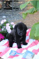 Chipper, a male Labrador Retriever for sale in Owen, WI – 2 of 6