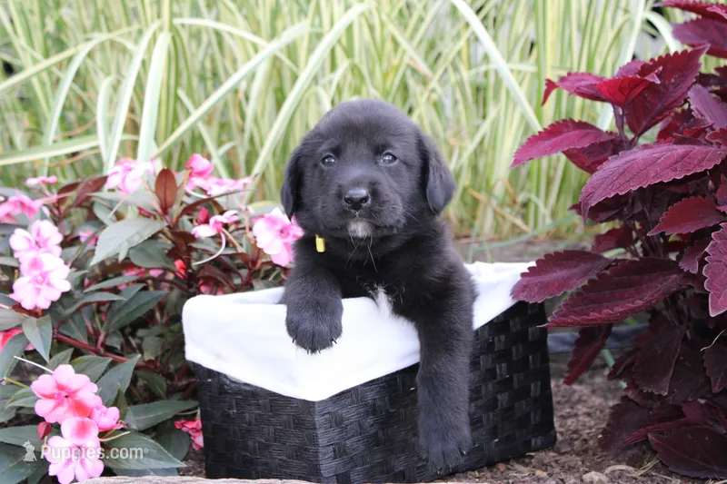 Alex  – Labrador Retriever puppy for sale in Owen, WI